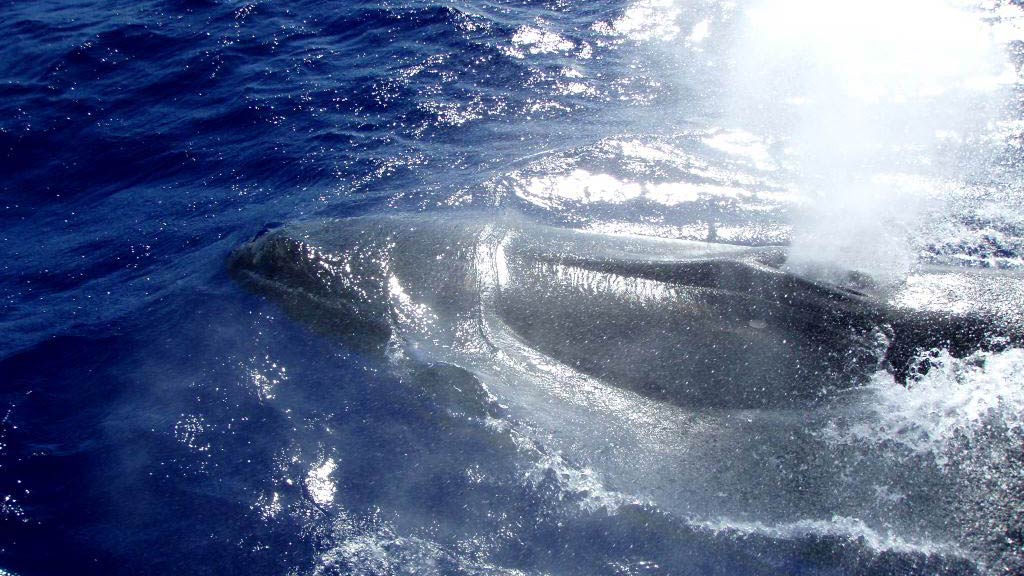 Ecole de navigation Grand Large - Le chant des baleines