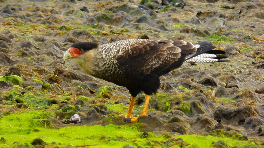 Caracara hupp&eacute;