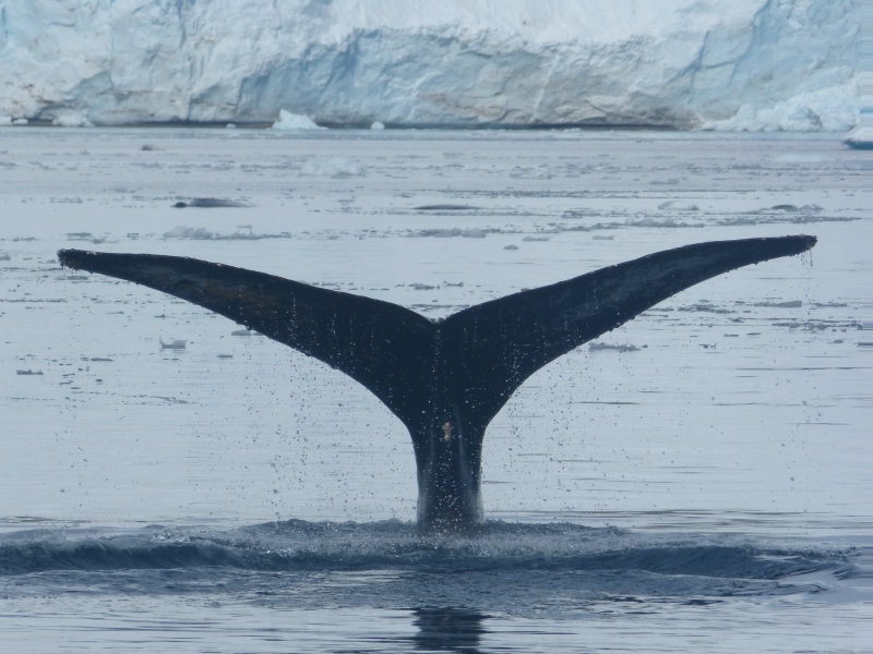 Antarctique - Baleine sondant
