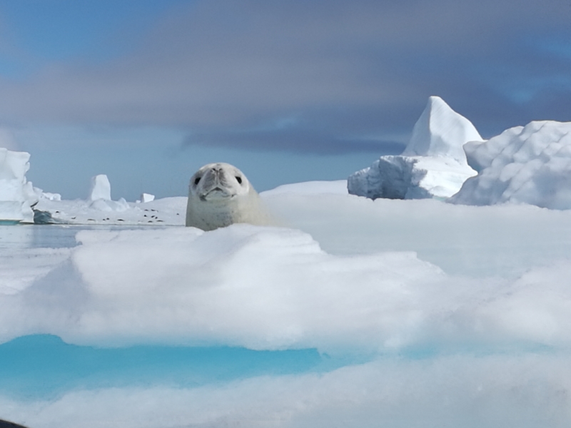 Antarctique - Bébé phoque