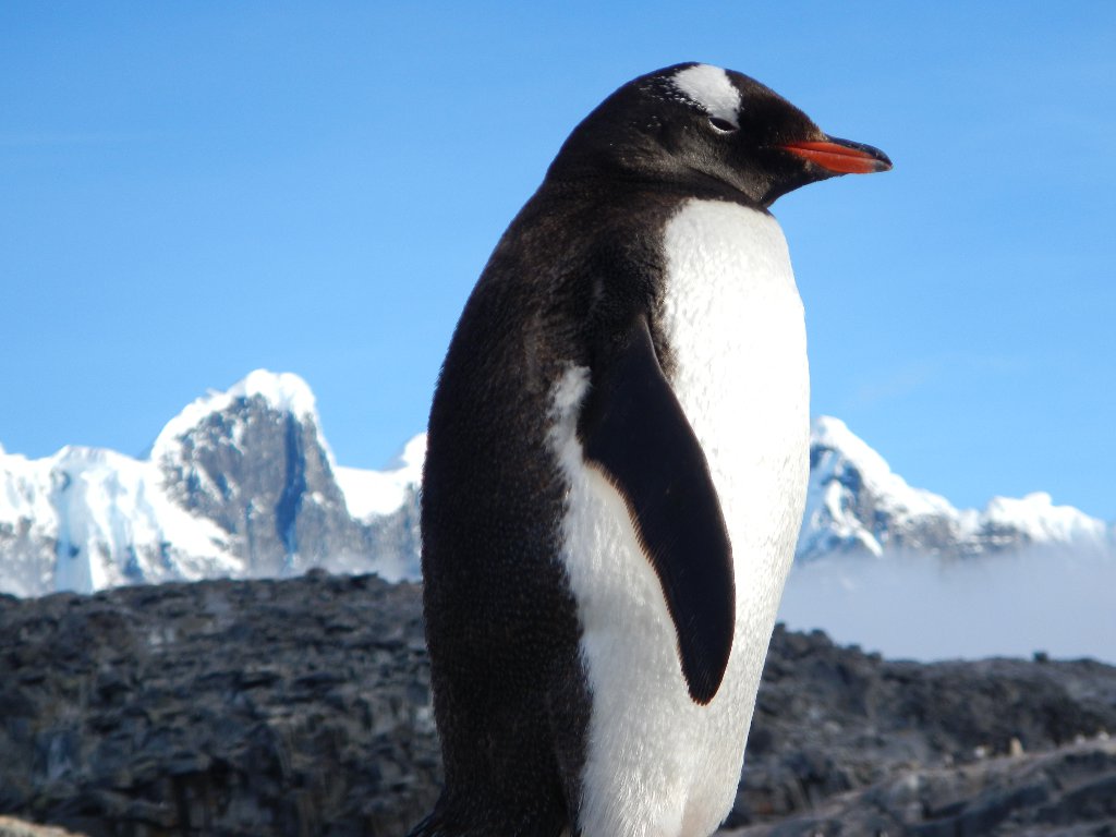 Antarctique - Gros plan sur un pingouin