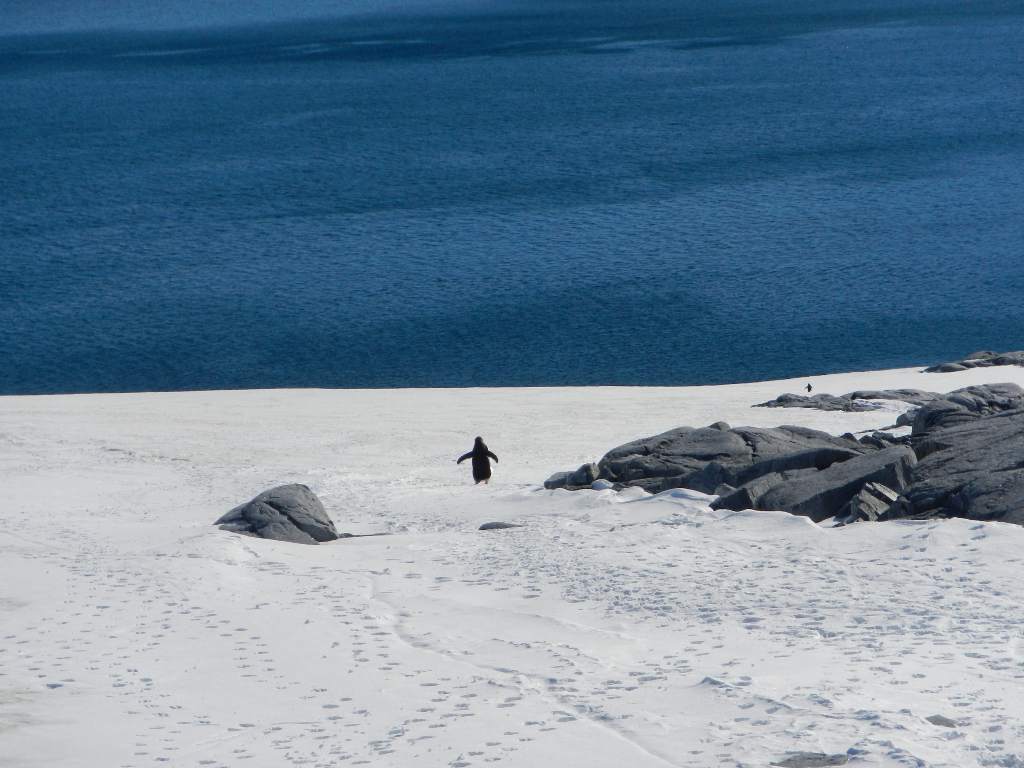 Antarctique - un pingouin part à l'aventure