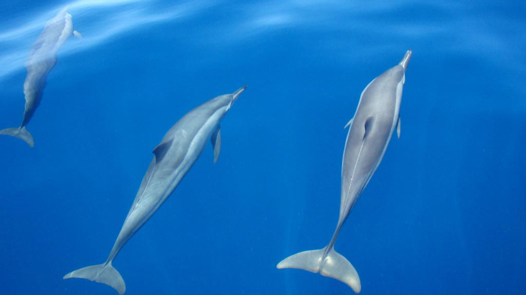Ecole de navigation Grand Large - Des dauphins dans l'étrave